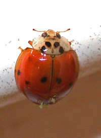 Harlequin Lady Beetle